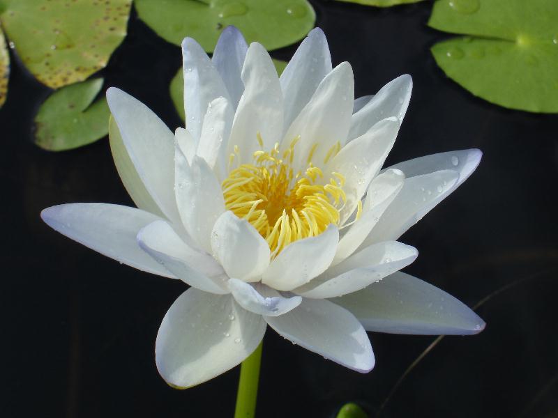 Nymphaea_gigantea_'Albert_de_Lestang'_2