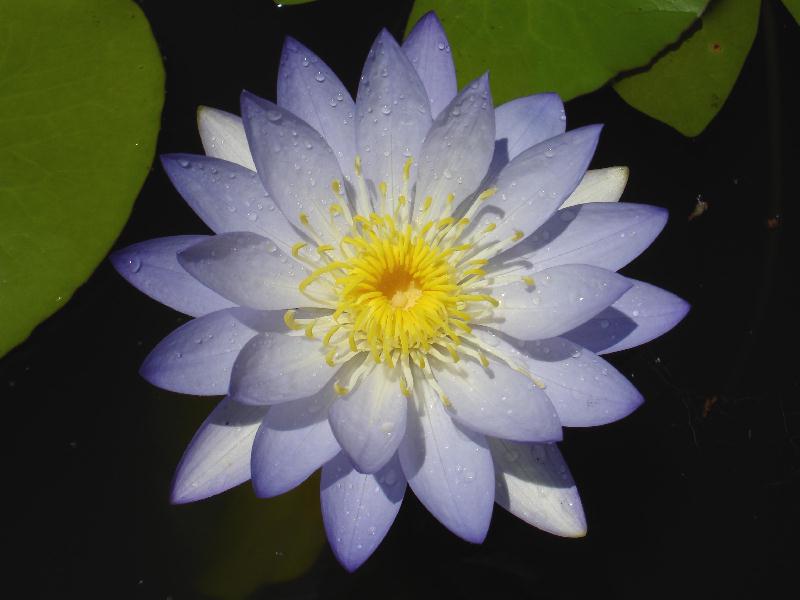 Nymphaea violacea