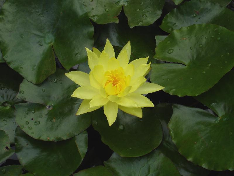 Nymphaea mexicana 'Cape Canaveral' 5