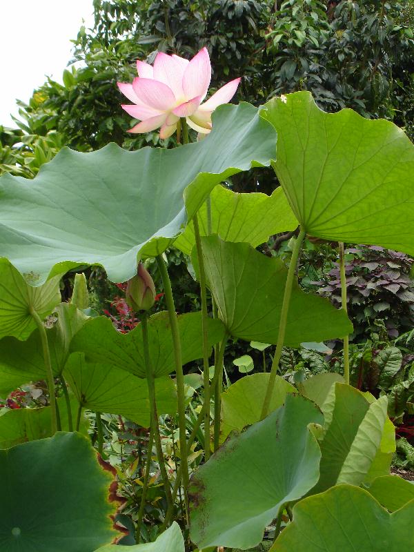 N. Betsy's Chinese Sacred Lotus