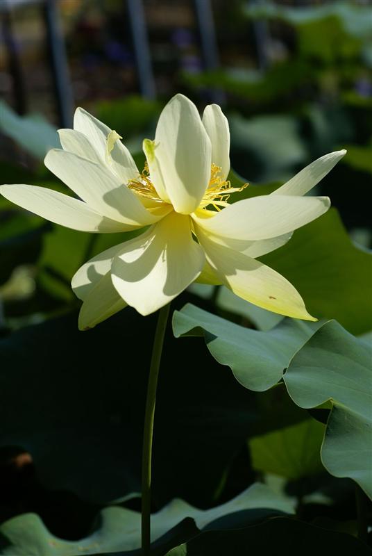 N. Perry's Giant Sunburst