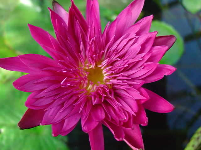 DSC00006 New Anemone Type Waterlily 2007