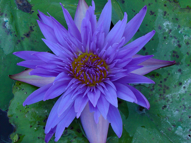 DSC00779 New Anemone Type Waterlily 2007