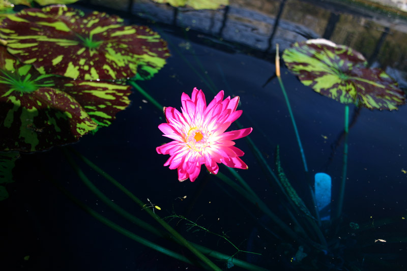 Red Anemone 2007