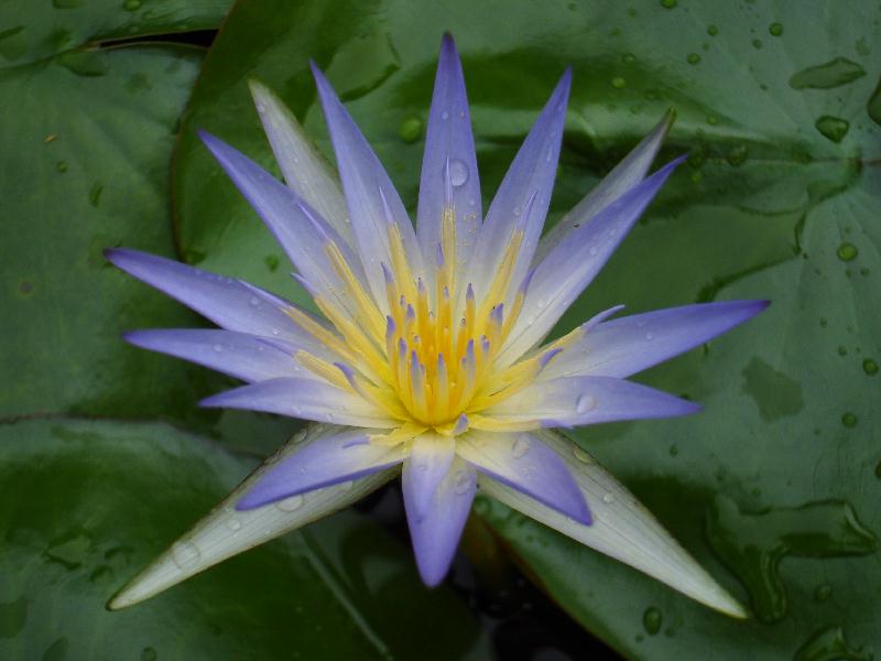 Nymphaea_caerulea__2