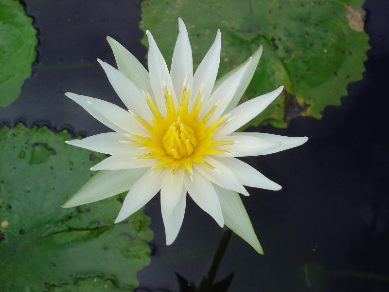 Nymphaea_flavovirens