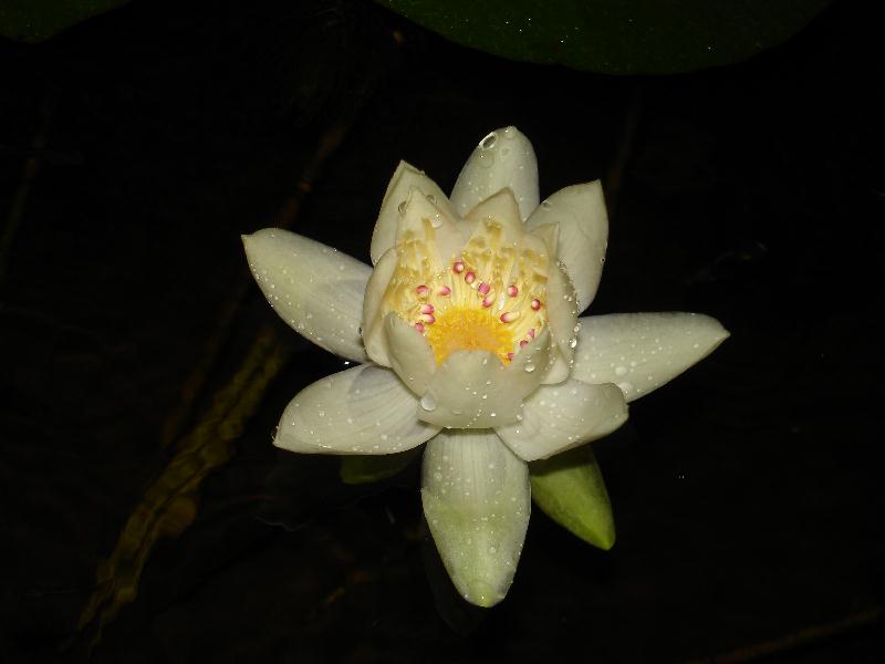 Nymphaea_amazonum_3