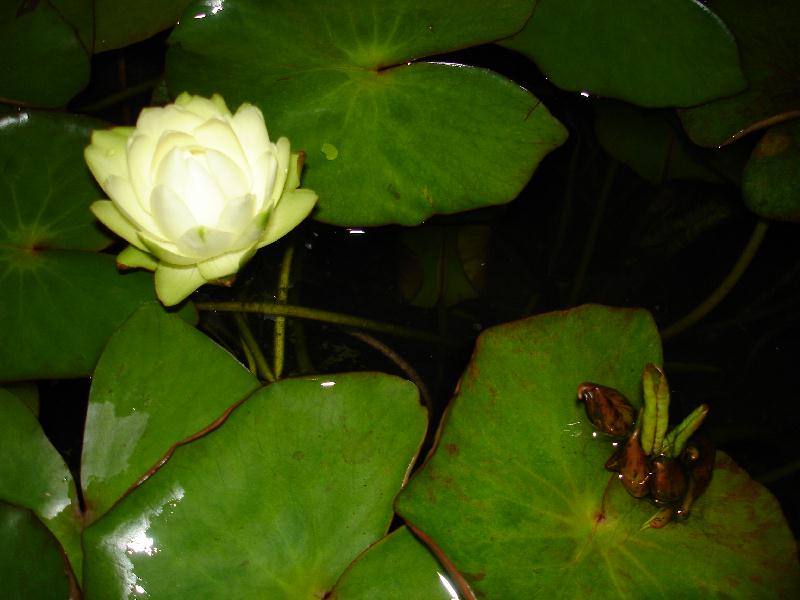 Nymphaea_prolifera