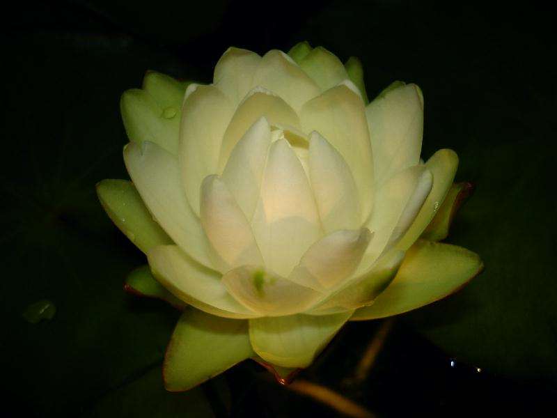 Nymphaea_prolifera_2