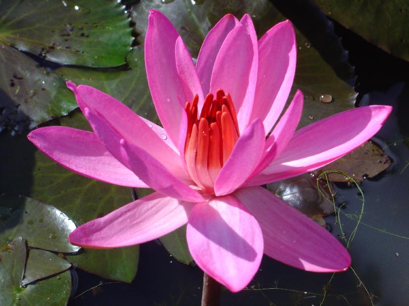 Nymphaea_spontanea